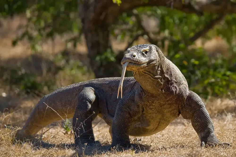 Grand Komodo